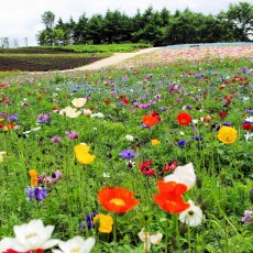 那須の花畑